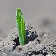 Довсходовый гербицид для кукурузы