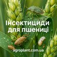 Інсектициди для пшениці