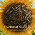 Классический подсолнух