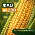 Ранньостигла кукурудза