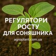 Регуляторы роста на подсолнечник