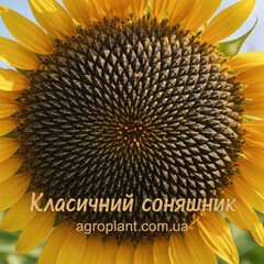 Класичний соняшник