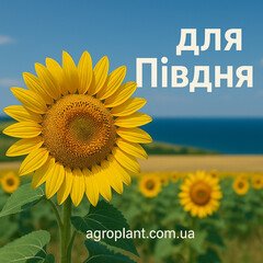 Соняшник для Півдня України