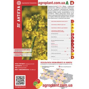 ЛГ Антигуа озимый рапс