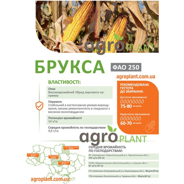 Кукурудза Брукса ДеМаркус – купити насіння з потенціалом 14 т/га (ФАО 250)