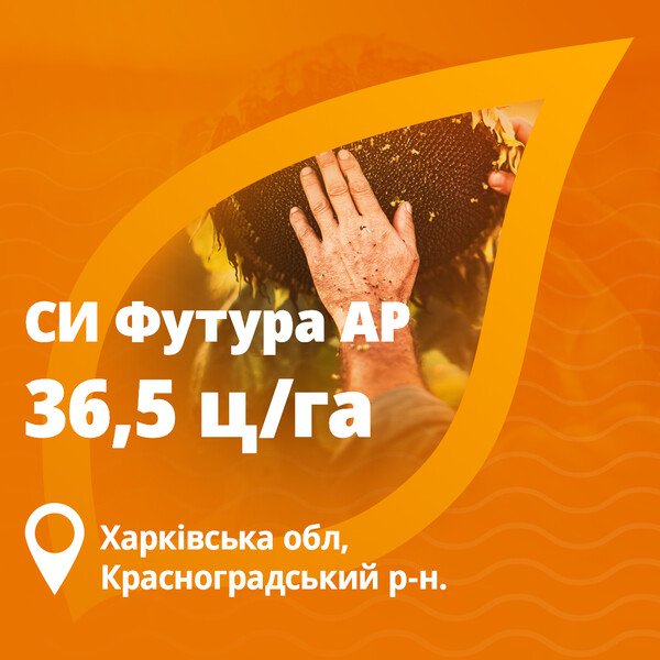 Футура подсолнечник