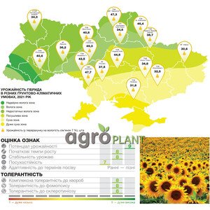 Соняшник Суміко