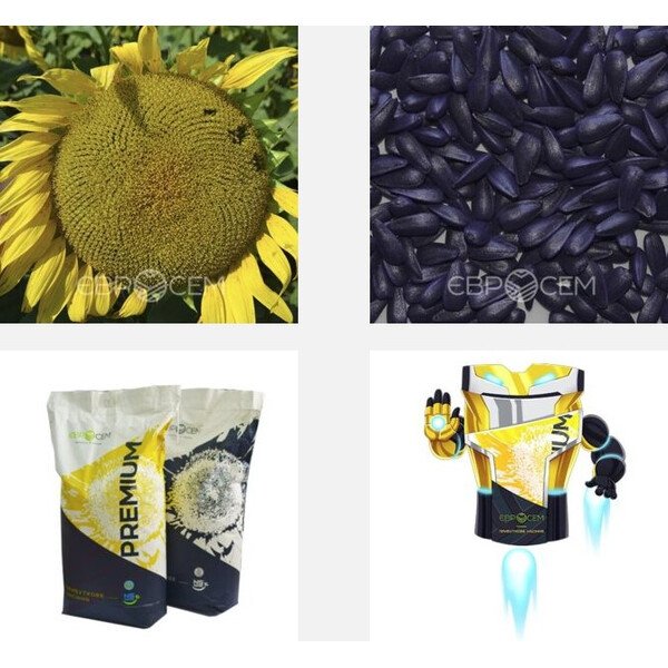 Соняшник Старк 7+ (НСХ 8004) – стійкість до стресів і максимум ефективності