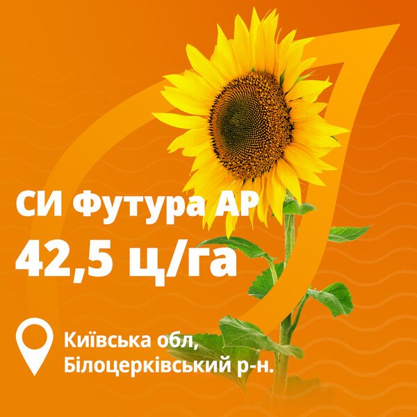 Футура соняшник