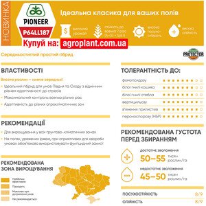Соняшник П64ЛЛ187