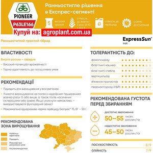 Соняшник П63ЛЕ166