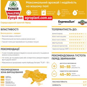 Соняшник П64ЛЕ185