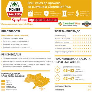 Соняшник П64ЛП170