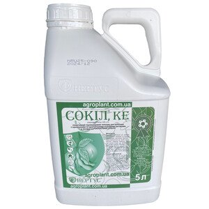 Сокол