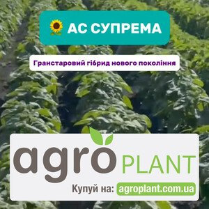 Соняшник АС Супрема