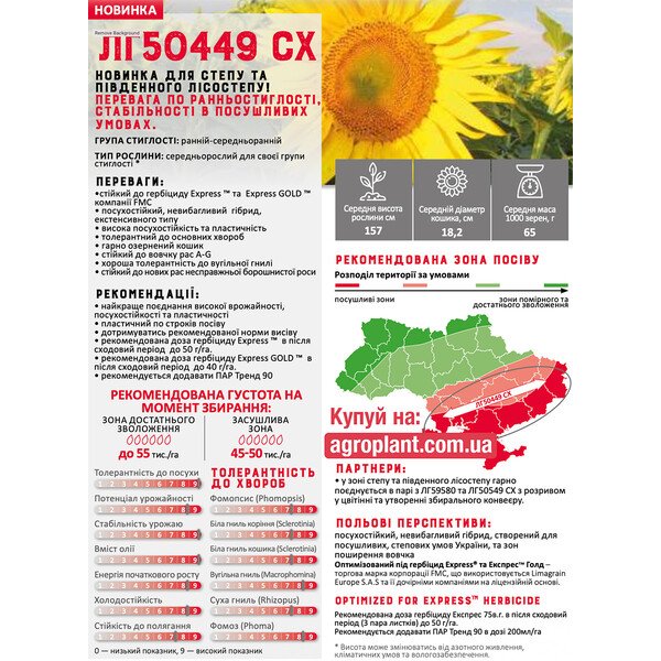 Подсолнечник ЛГ 50449 СХ — раннеспелый гибрид Лимагрейн для засушливых условий