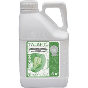 Талант