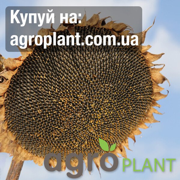 Соняшник КВС Арнетес – високоурожайний лінолевий гібрид SU-технології, стійкий до спеки, посухи та вовчка A–F