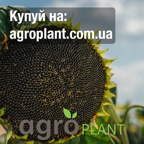 Соняшник КВС Дакстон – стабільний прибуток завдяки посухостійкості та невибагливості до агрофону