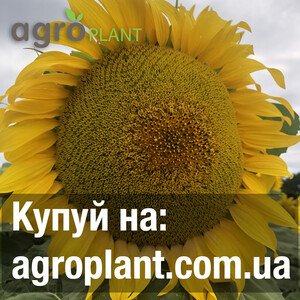 Соняшник Дакстон