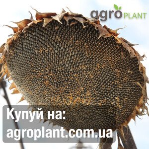 Соняшник Еван