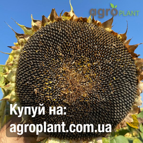 КВС Еван – соняшник лінолевий, висока олійність 53–55% | Насіння KWS