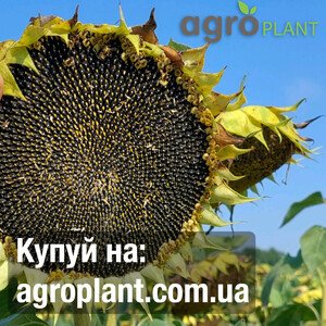 Соняшник Окллахома