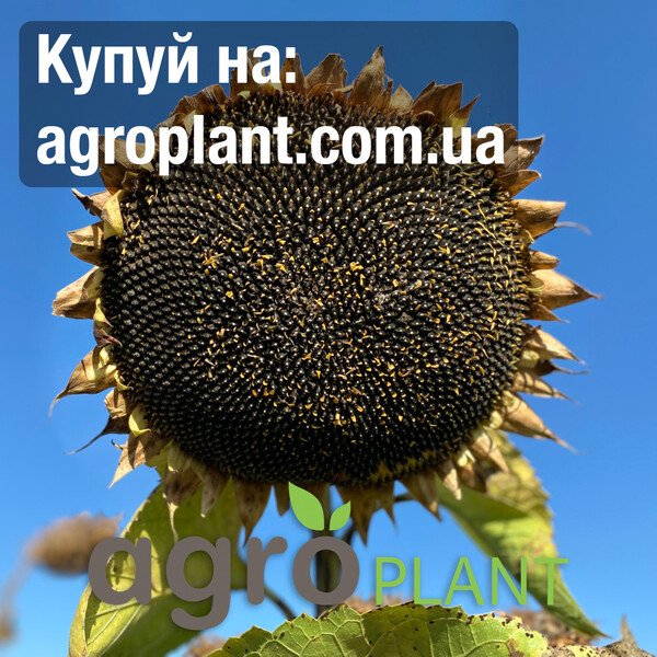 КВС Сувекс – насіння соняшника (KWS)