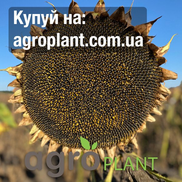 КВС Сувекс – насіння соняшника (KWS)