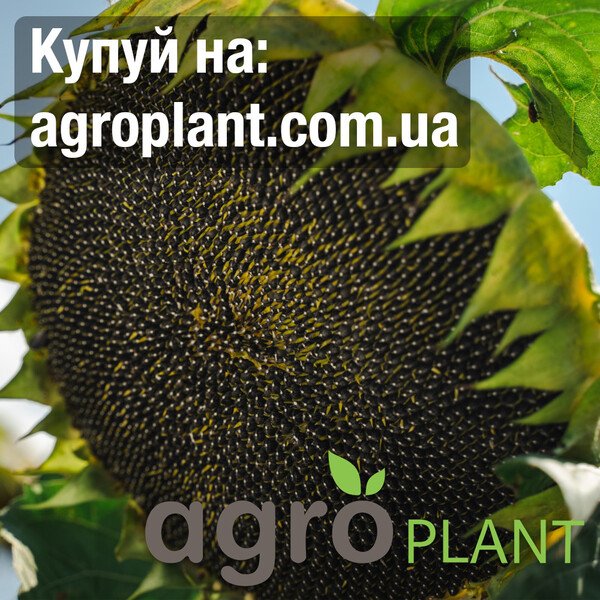 Подсолнечник КВС Билоба (Clearfield® Plus): интенсивный линолевый гибрид с высокой масличностью 51–53%, устойчивостью к болезням и заразихе A–E