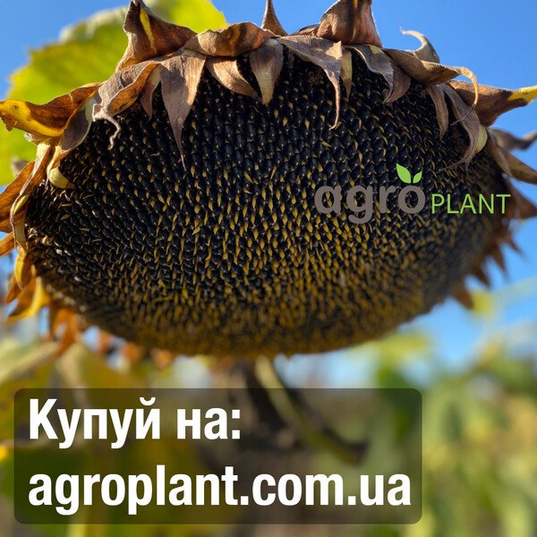 КВС Сувекс – семена подсолнечника (KWS)