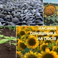 Насіння Соняшника