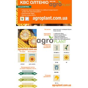 Кукурудза КВС Олтеніо