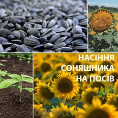Насіння соняшника