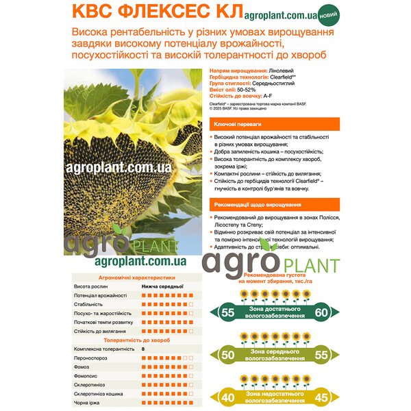 КВС Флексес – насіння соняшнику лінолевого, олійність 50–52%