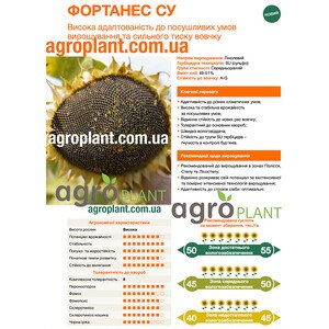 Соняшник Фортанес
