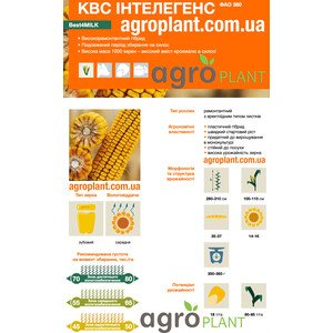 Кукурудза КВС Інтелегенс