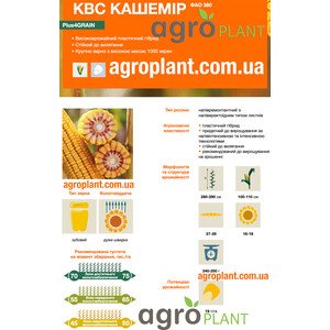 Кукурудза Кашемір