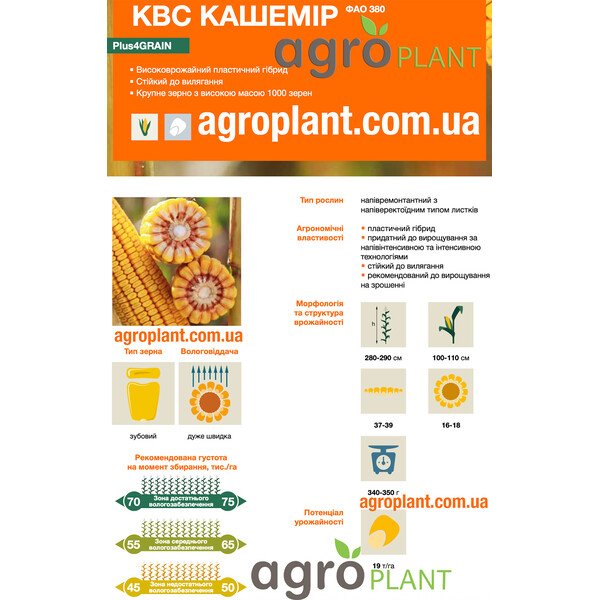Кукурудза КВС Кашемір – високоврожайний пластичний гібрид ФАО 380 з крупним зерном та потенціалом урожайності до 19 т/га