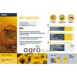 Соняшник РЖТ Капітолл