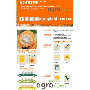 Кукурудза Богатир