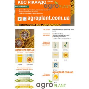 Кукурудза КВС Рікардо