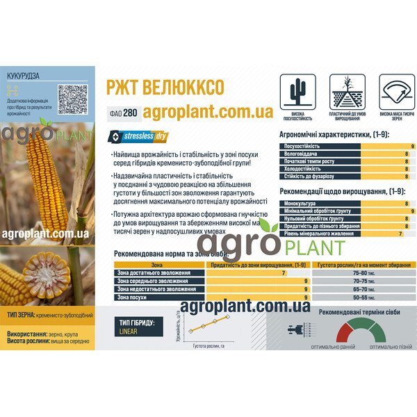 РЖТ Велюкксо – кукурудза ФАО 280 з найвищою врожайністю серед кременисто-зубоподібних гібридів