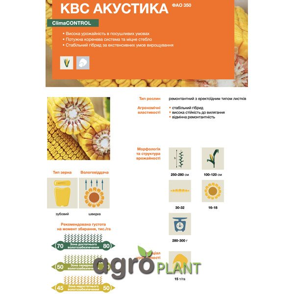 КВС Акустика – стабільний гібрид кукурудзи ФАО 350 з високою врожайністю в посушливих умовах