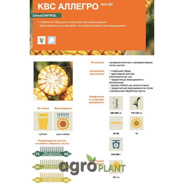 Кукурудза КВС Аллегро – ФАО 250, стабільний гібрид CLIMACONTROL для посушливих умов вирощування