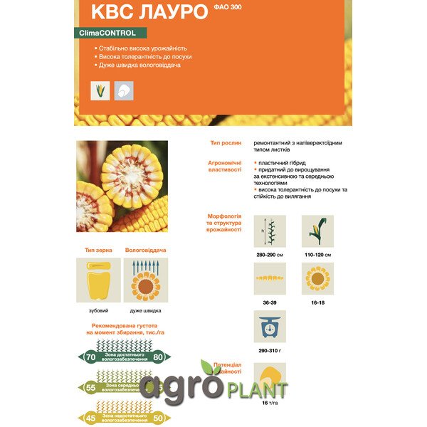 Кукурудза КВС Лауро – пластичний гібрид ФАО 300 з високою врожайністю та швидкою вологовіддачею