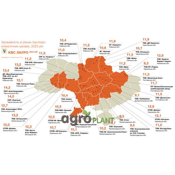 Кукурудза КВС Лауро – пластичний гібрид ФАО 300 з високою врожайністю та швидкою вологовіддачею