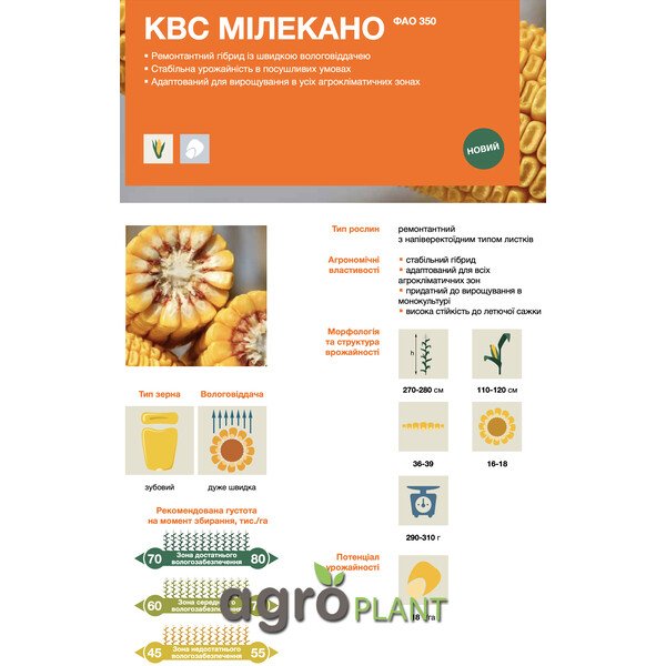 Кукурудза КВС Мілекано – ремонтантний гібрид ФАО 350 із швидкою вологовіддачею та стабільною врожайністю в посушливих умовах
