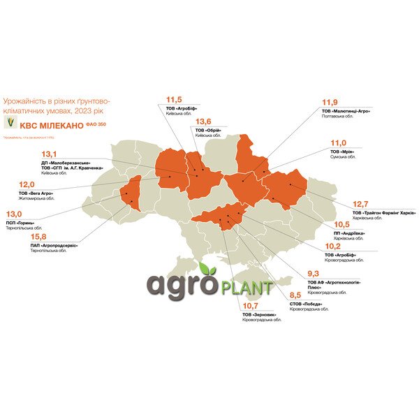 Кукурудза КВС Мілекано – ремонтантний гібрид ФАО 350 із швидкою вологовіддачею та стабільною врожайністю в посушливих умовах