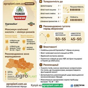 Соняшник П63ГЕ189